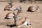 Few Saharian Dorcas Gazelles