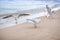 A few sea gulls walk along the water