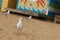 a few seaguls standing on the beach in front of rows of colourful beach bright painted summer holiday bathing box\\\'s along a sandy