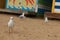 a few seaguls standing on the beach in front of rows of colourful beach bright painted summer holiday bathing box\\\'s along a sandy