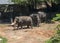 Few small baby elephants walking at zoo