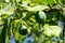 Few small verdant green plums growing in the garden