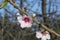 Few solitary pale pink almond flowers in bloom of the domesticated fruit tree Prunus dulcis