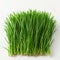 a few strands of fresh cut wheat grass