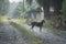 Few stray dogs on the rural road at the palm plantation