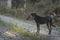 Few stray dogs on the rural road at the palm plantation