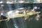 few sturgeons swim in outdoor glass pool closeup
