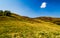 Few trees on grassy hills in august