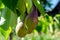 Few verdant green pears growing in the garden