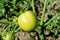 Few verdant green tomatoes growing in the garden