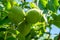 Few verdant green walnuts growing in the garden