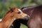 Few weeks old chestnut arabian foal with her mother