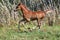 Few weeks old chestnut arabian foal on summer meadow