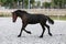 Few weeks old friesian filly runs on the sand