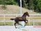 Few weeks old friesian filly runs on the sand