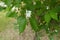 Few white flowers in the leafage of Lonicera maackii