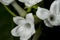 A few white flowers stephanotis collected Visti. In the center of the flower are thin villi, in the background - buds. Background-