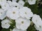 A few white phlox flowers, a macro photograph. White flowers close-up