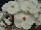 A few white phlox flowers, a macro photograph. White flowers close-up