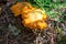 Few yellow Craterellus lutescens foot chanterelle mushrooms in white lichen in the North