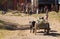 Fiadanana, Madagascar on july 26, 2019 - Children in a zebu cart. Many children in this region don`t go to school because of