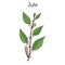 Fiber crop jute Corchorus olitorius , or Nalta-jute, tossa-jute, s mallow, West African sorrel, bush okra