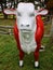 Fiberglass animals statues hereford bull