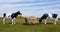 Fiberglass Cows Grazing