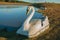 Fiberglass pedal boat resembling swan near lake