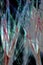 Fibers from cottonwood seed pod in digitally altered, abstract m