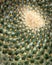 Fibonacci cactus. Inspiration spoken through creation.