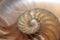 fibonacci pattern in cross section nautilus sea shell