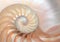 Fibonacci pattern in cross section nautilus sea shell
