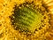 Fibonacci pattern on a sunflower