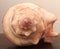 Fibonacci sequence on conch shell.