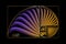 Fibonacci Sequence Golden ratio. Gold geometric shapes spiral. Colorful Snail spiral. Sea shell circles. Sacred geometry