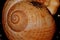 Fibonacci spiral on a sea shell