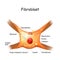 Fibroblast structure. cell anatomy