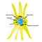 Fibroblast structure. Fibroblast cell. Vector illustration on isolated background