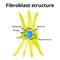 Fibroblast structure. Fibroblast cell. Vector illustration on isolated background