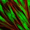 Fibroblasts (skin cells) labeled with fluorescent dyes