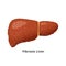 Fibrosis liver icon isolated on white background. Liver disease concept illustration in flat design.