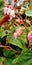 Fibrous pink begonia