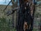 Fibrous red splintered black soot trunk of tree after fire. Dry branches. Baikal coastline