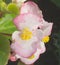 Fibrous-Rooted Begonia, outdoor ornamental plant with blooming blossoms.