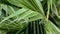 Fibrous threads of Washingtonia filifera. California fan palm leaf