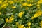 Ficaria verna, lesser celandine, pilewort or ranunculus ficaria