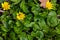 Ficaria verna, lesser celandine, pilewort or ranunculus ficaria yellow spring flowers close up. Spring background of flowers