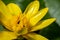 Ficaria verna, lesser celandine, pilewort or ranunculus ficaria yellow spring flowers close up. Spring background of flowers