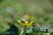Ficaria verna, lesser celandine, Ranunculus